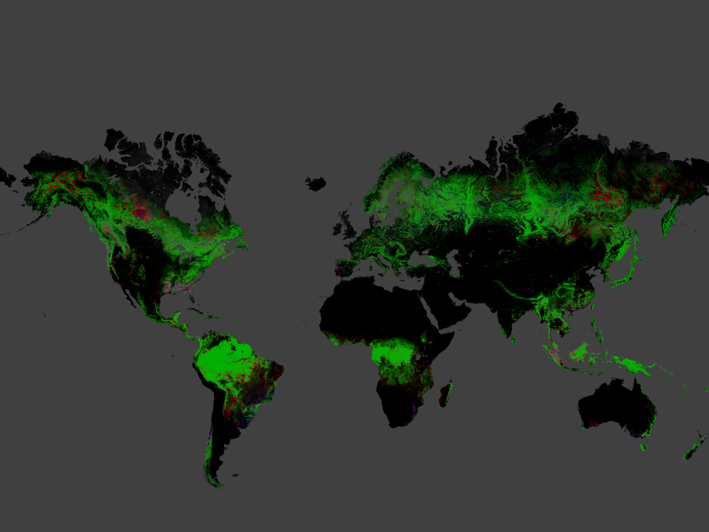 global forest