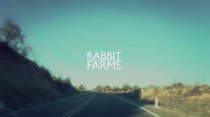 rabbits