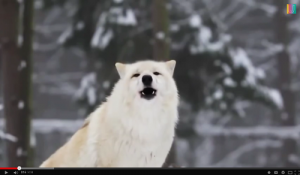 Lobo en Yellowstone