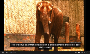 elefante