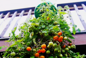 Tomates en botellas de plastico