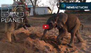 Bebé elefante y su amigo perruno