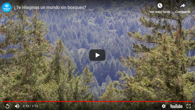 Un mundo sin bosques